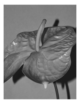 _DiIllerGlobal_Agency_ArtistRepresentation_Photography_Videography_Berlin_Germany_Milan_Italy_Globally