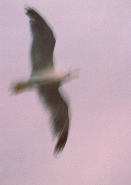 _DiIllerGlobal_Agency_ArtistRepresentation_Photography_Videography_Berlin_Germany_Milan_Italy_Globally